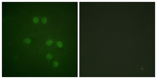 Anti-HMG14 antibody produced in rabbit affinity isolated antibody