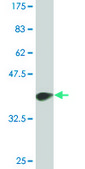 Monoclonal Anti-EP300 antibody produced in mouse clone 1D2, ascites fluid