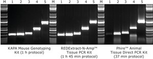 KAPA Mouse Genotyping Kit