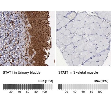 Anti-STAT1 antibody produced in rabbit Ab1, Prestige Antibodies&#174; Powered by Atlas Antibodies, affinity isolated antibody, buffered aqueous glycerol solution