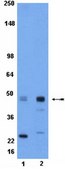 Anti-phospho-CREB (Ser133) Antibody Upstate&#174;, from rabbit