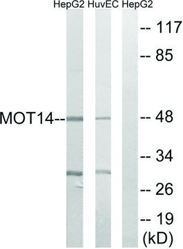 Anti-MOT14 antibody produced in rabbit affinity isolated antibody