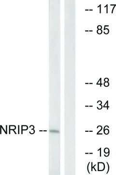 Anti-NRIP3 antibody produced in rabbit affinity isolated antibody
