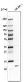 Anti-TSTD1 antibody produced in rabbit Prestige Antibodies&#174; Powered by Atlas Antibodies, affinity isolated antibody, buffered aqueous glycerol solution