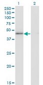 Monoclonal Anti-HMG20A antibody produced in mouse clone 4D5, purified immunoglobulin, buffered aqueous solution
