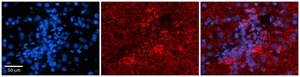 Anti-PDGFB antibody produced in rabbit affinity isolated antibody