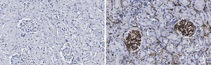 Anti-CD34 Antibody, clone 5C15 , ZooMAb&#174; Rabbit Monoclonal recombinant, expressed in HEK 293 cells
