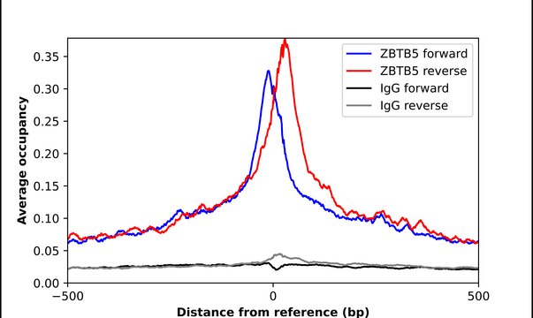 Anti-ZBTB5 antibody produced in rabbit Prestige Antibodies&#174; Powered by Atlas Antibodies, affinity isolated antibody, buffered aqueous glycerol solution