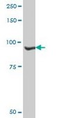 Anti-NVL antibody produced in mouse purified immunoglobulin, buffered aqueous solution