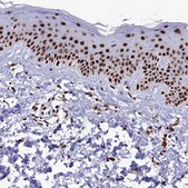 Anti-SRRM2 antibody produced in rabbit Prestige Antibodies&#174; Powered by Atlas Antibodies, affinity isolated antibody, buffered aqueous glycerol solution