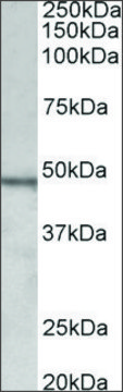 Anti-CHIT1 antibody produced in goat affinity isolated antibody, buffered aqueous solution
