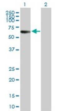Anti-MPP1 antibody produced in mouse purified immunoglobulin, buffered aqueous solution