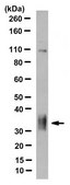 Anti-Prion Protein Antibody, clone POM2 clone POM2, from mouse