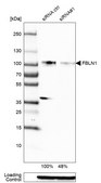 Monoclonal Anti-FBLN1 antibody produced in mouse Prestige Antibodies&#174; Powered by Atlas Antibodies, clone CL0337, purified immunoglobulin, buffered aqueous glycerol solution
