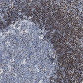 Anti-FOXP1 antibody produced in rabbit Prestige Antibodies&#174; Powered by Atlas Antibodies, affinity isolated antibody, buffered aqueous glycerol solution