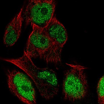 Anti-LRRC28 antibody produced in rabbit Prestige Antibodies&#174; Powered by Atlas Antibodies, affinity isolated antibody