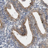 Anti-UBE2G2 antibody produced in rabbit Prestige Antibodies&#174; Powered by Atlas Antibodies, affinity isolated antibody, buffered aqueous glycerol solution