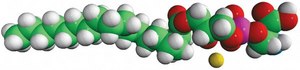 18:0 Lyso PS 1-stearoyl-2-hydroxy-sn-glycero-3-phospho-L-serine (sodium salt), powder