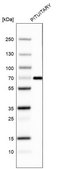Monoclonal Anti-ZNF10 antibody produced in mouse Prestige Antibodies&#174; Powered by Atlas Antibodies, clone CL9744, purified immunoglobulin, buffered aqueous glycerol solution