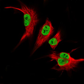 Monoclonal Anti-Klf2 Antibody Produced In Mouse Prestige Antibodies&#174; Powered by Atlas Antibodies, clone CL14502, affinity isolated antibody, buffered aqueous glycerol solution