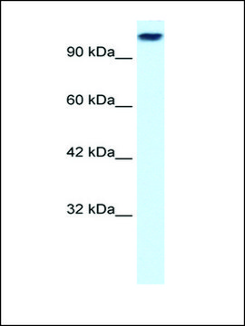 Anti-KIF3C antibody produced in rabbit affinity isolated antibody