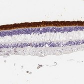 Anti-IMPG2 antibody produced in rabbit Prestige Antibodies&#174; Powered by Atlas Antibodies, affinity isolated antibody