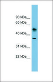 Anti-ATP1B1, (N-terminal) antibody produced in rabbit affinity isolated antibody