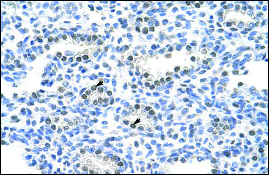 Anti-PAIP1 antibody produced in rabbit IgG fraction of antiserum