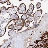 Anti-PDIA5 antibody produced in rabbit Prestige Antibodies&#174; Powered by Atlas Antibodies, affinity isolated antibody, buffered aqueous glycerol solution, ab3