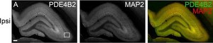 Anticorps anti-MAP2 monoclonal antibody produced in mouse clone HM-2, purified from hybridoma cell culture