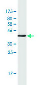 Monoclonal Anti-NDUFS4, (C-terminal) antibody produced in mouse clone 1A1, ascites fluid