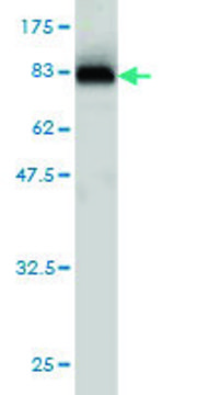 Monoclonal Anti-CPNE6 antibody produced in mouse clone 6D11, purified immunoglobulin, buffered aqueous solution