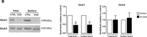 Anticorps anti-récepteur du glutamate&nbsp;2, extracellulaire, clone&nbsp;6C4 clone 6C4, Chemicon&#174;, from mouse