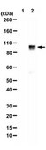 Anti-Potassium Channel KCNQ5 Antibody from rabbit, purified by affinity chromatography
