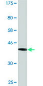 Monoclonal Anti-CD46 antibody produced in mouse clone 1B6, ascites fluid