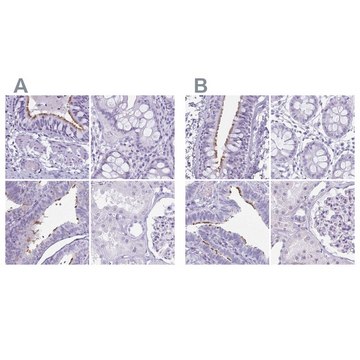 Anti-ENKUR antibody produced in rabbit Prestige Antibodies&#174; Powered by Atlas Antibodies, affinity isolated antibody, buffered aqueous glycerol solution