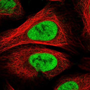 Anti-PAPOLG antibody produced in rabbit Prestige Antibodies&#174; Powered by Atlas Antibodies, affinity isolated antibody