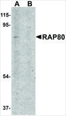 Anti-RAP80 (ab2) antibody produced in rabbit affinity isolated antibody, buffered aqueous solution