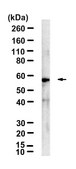 Anti-CHRM4 Antibody, clone 18C7.2 ZooMAb&#174; Mouse Monoclonal recombinant, expressed in HEK 293 cells
