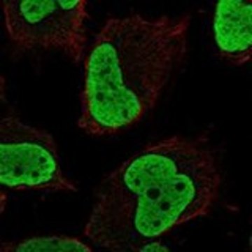 Anti-HMGN5 antibody produced in rabbit Prestige Antibodies&#174; Powered by Atlas Antibodies, affinity isolated antibody, buffered aqueous glycerol solution
