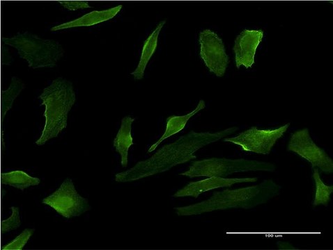 Monoclonal Anti-P2RY1, (N-terminal) antibody produced in mouse clone 4C2, purified immunoglobulin, buffered aqueous solution