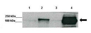 Anti-SEMA3F antibody produced in rabbit affinity isolated antibody