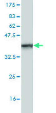 Monoclonal Anti-Siglec-8 antibody produced in mouse clone 3H1, purified immunoglobulin, buffered aqueous solution