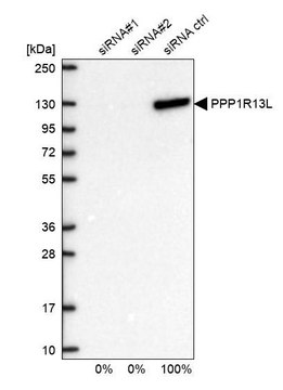Anti-PPP1R13L antibody produced in rabbit Prestige Antibodies&#174; Powered by Atlas Antibodies, affinity isolated antibody, buffered aqueous glycerol solution