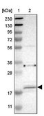 Anti-ARL6IP5 antibody produced in rabbit Prestige Antibodies&#174; Powered by Atlas Antibodies, affinity isolated antibody, buffered aqueous glycerol solution