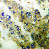 Anti-phospho-p47 phox (pSer345) antibody produced in rabbit affinity isolated antibody