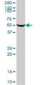 Anti-SARS2 antibody produced in mouse IgG fraction of antiserum, buffered aqueous solution