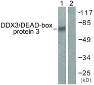 Anti-DDX3 antibody produced in rabbit affinity isolated antibody