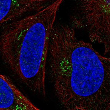 Anti-PTCH1 antibody produced in rabbit Prestige Antibodies&#174; Powered by Atlas Antibodies, affinity isolated antibody