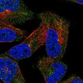 Anti-UBXN2A antibody produced in rabbit Prestige Antibodies&#174; Powered by Atlas Antibodies, affinity isolated antibody, buffered aqueous glycerol solution
